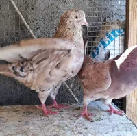 کبوتر سرور سو قدیم