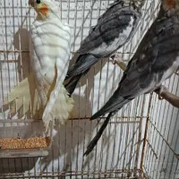 3تا عروس هلندی