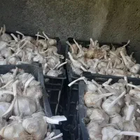 سیر|خوردنی و آشامیدنی|تویسرکان, |دیوار