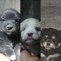 واگذاری توله پا کوتاه