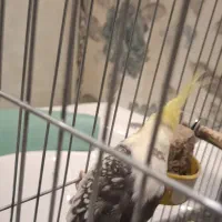 جفت عروس هلندی مولد کلکسیونی با 8تا تخم و لوازم|پرنده|تهران, پردیسان|دیوار