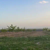 زمین-باغی