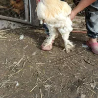 مرغ و خروس برهما یا امپراطور