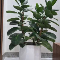 درختچه فیکوس الاستیکا سه شاخه