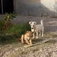 سگ پاکوتاه سفید فروشی