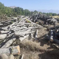 خریدار انواع چوب|خدمات باغبانی و درختکاری|الشتر, |دیوار