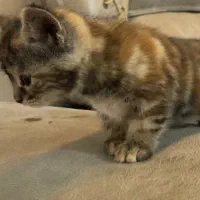 بچه گربه نژاد ترکیش