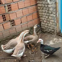 قو غاز اوکراینی