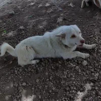 سگ پاکوتاه دزدیده شده