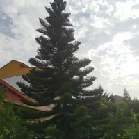 درخت کاج مطبق