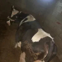 گاو سه شکم زاییده