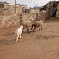 گوسفند مطفل|حیوانات مزرعه|حمیدیه, |دیوار