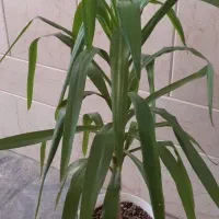 گل یوکاحدودا۲۰ساله