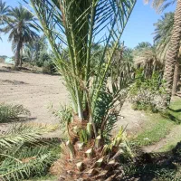فروش نخل خرما همه نمونه  ارسال رایگان|خدمات باغبانی و درختکاری|اصفهان, آبشار|دیوار