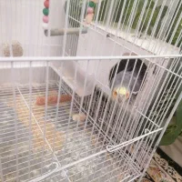 عروسس هلندیی . جفت