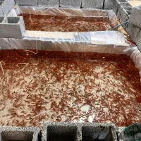 ماهی قرمز عمده و تک|ماهی|کرمان, |دیوار