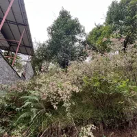 فروش زمین ویودار در لفور