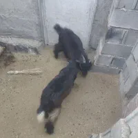 دوراس بزغاله