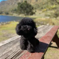 سگ توی پودل ماده باکیفیت و سایز اورجینال