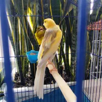 یک جفت قناری رسمی بلند|پرنده|مشکین‌دشت, |دیوار