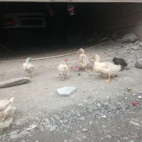 اردک و جوجه