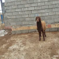 «بره قوچ هترو»