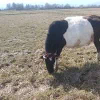 فروش گاو|حیوانات مزرعه|رشت, چله خانه|دیوار