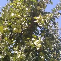 سیب زرد وقرمز بالای ۱۵تن