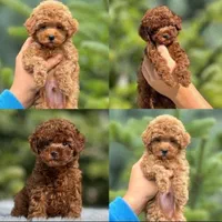 واگذاری سگ توله پودل اصیل زیبا