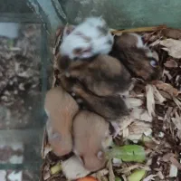 همسترمینیاطوری و دستی