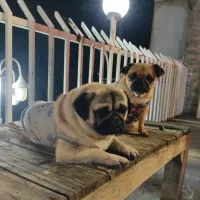 سگ نژاد پاگ نر و ماده|سگ|اندیشه, اندیشه فاز ۱|دیوار