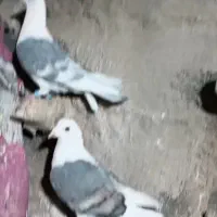 سبز خط سفید پشتی