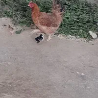 مرغ باچهارتا جوجه ۲۵ روزه