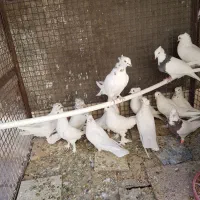 فروش ۱۴ عدد کفتر دانه ای ۴۰۰ هزار تومان