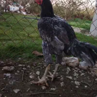 خروس لاری قولتاج