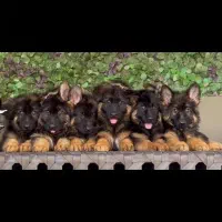 سگ ژرمن اصیل شولاین|سگ|شیراز, شهرک گلشن|دیوار