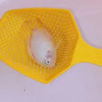 فروش ماهی گوشخوار