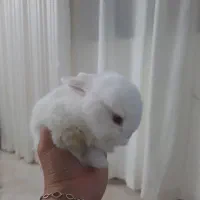 خرگوش لوپ عروسکی