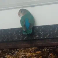 طوطی کوتوله