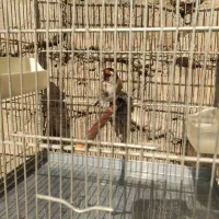 سهره ماده جفتی قناری ماده جفتی سهره