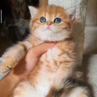 سرپرستی گربه اسکاتیش، بریتیش