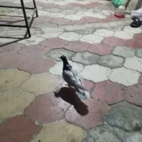 کبوتر کله سخ|پرنده|شیراز, میانرود|دیوار