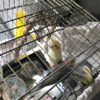 معاوضه عروس هلندی با ملنگو