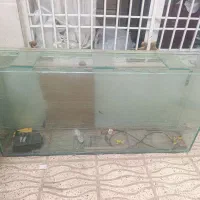 اکواریوم