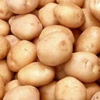 سیب زمینی بذری بامبا ۱۴۰۱