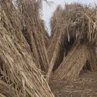 نی فروشی پول لازم دارم