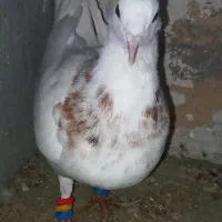 طوقی*رنگی|پرنده|شهرکرد, |دیوار