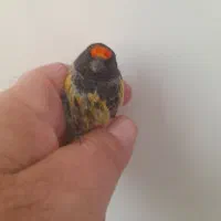 گلبسر  سهره قناری|پرنده|تهران, افسریه شمالی|دیوار