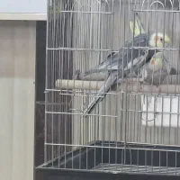 عروس هلندی جفت مولد ضمانتی|پرنده|آشتیان, |دیوار