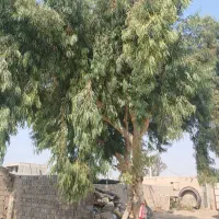 قطع وهرس کردن انواع درختهاخریدن چوب باقیمت عالی|خدمات باغبانی و درختکاری|بندرعباس, |دیوار